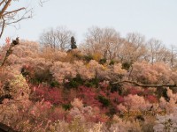 花見山15