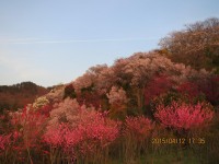 花見山16